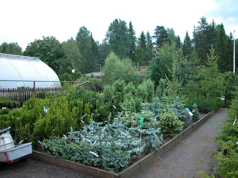 Korkealaatuisia havukasveja Barkholtin Taimistossa