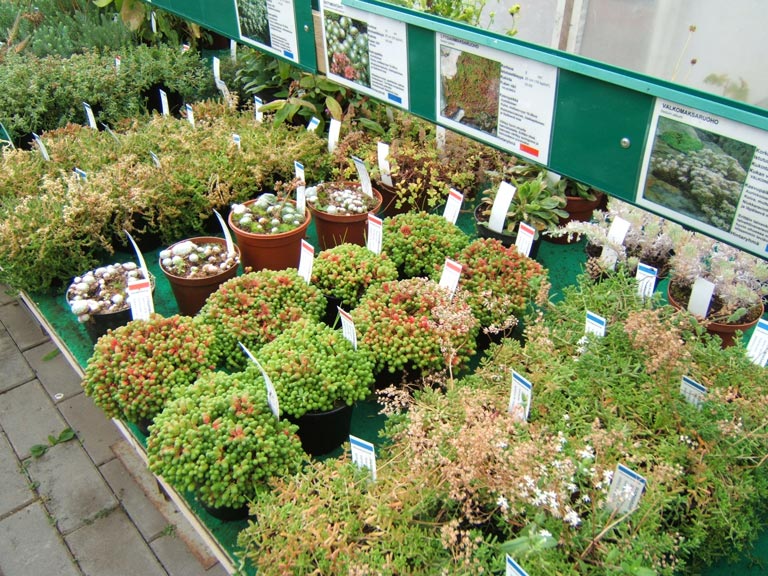 Ruukkukasveja ja kesäkukkia valikoimissa