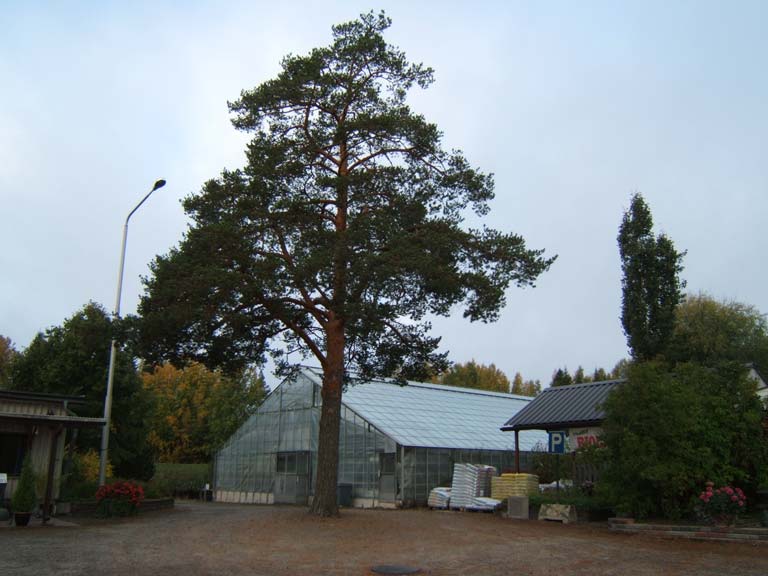 Perheyrityksen taimistotilat ja ympäristö