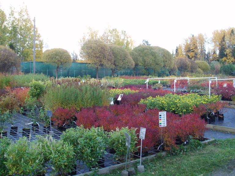 Laadukkaita taimia ja erikoiskasveja valikoimissa