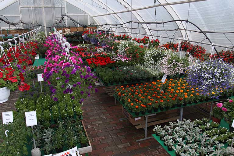 Värikkäitä kesäkukkia kasvihuoneessa ja näyttelytilassa