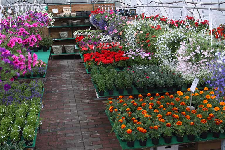 Pelargoneja, petunioita ja muita suosittuja kesäkukkia