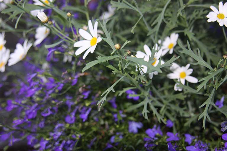 Begonioita ja muita ylellisiä kesäkukkavalikoima