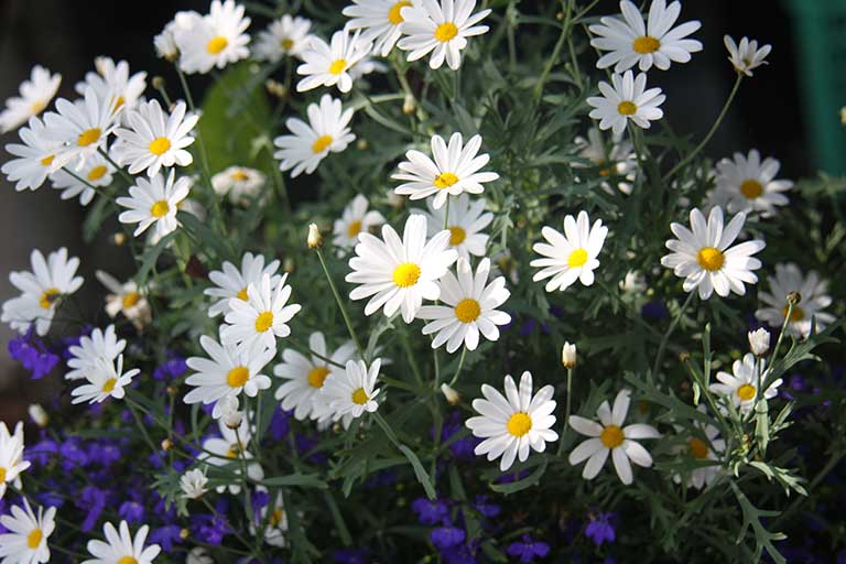 Kauniita kesäkukkien ryhmittelyjä terassille ja parvekkeelle