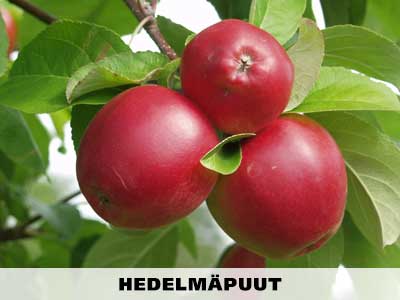 Hedelmäpuut