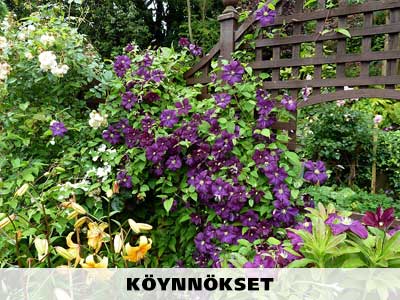 Köynnökset