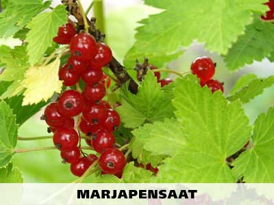 Marjat ja marjapensaat