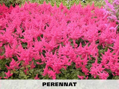 Perennat