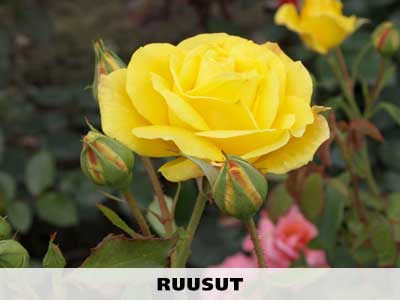 Ruusut