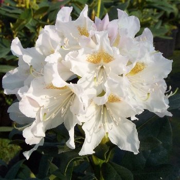 CUNNINGHAM'S WHITE Inkarho