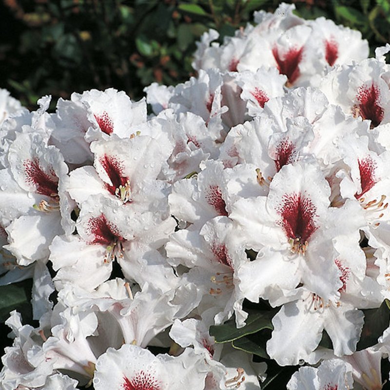 HACKMANN'S PICOBELLO Inkarho