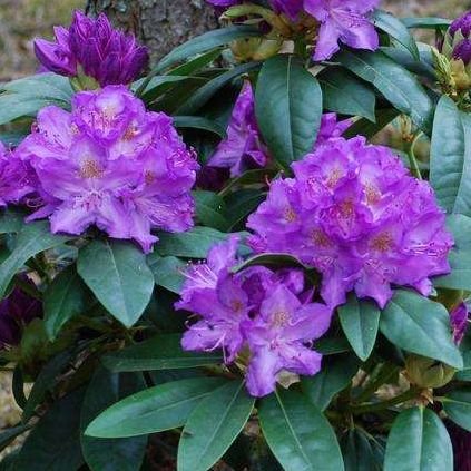 PURPUREUM GRDFL Inkarho