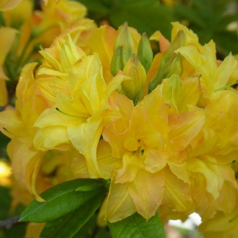 YELLOW POM POM