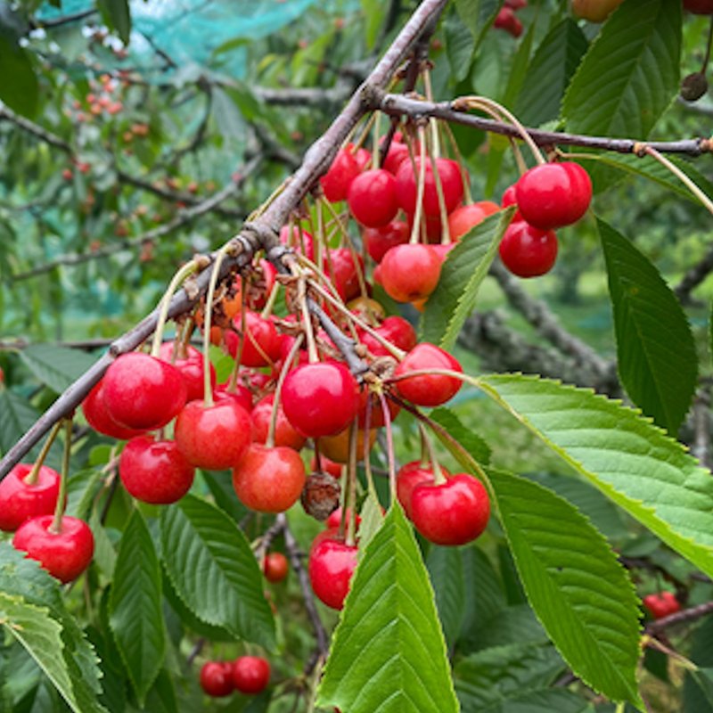 MAKEAKIRSIKKA MADISSONI ROSA