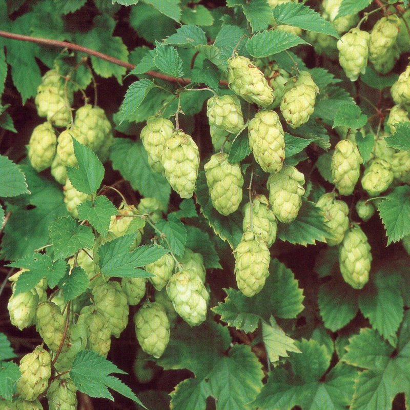 HUMALA NORDBRAU