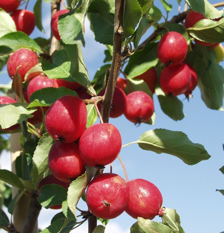 KORISTEOMENAPUU DOLGO