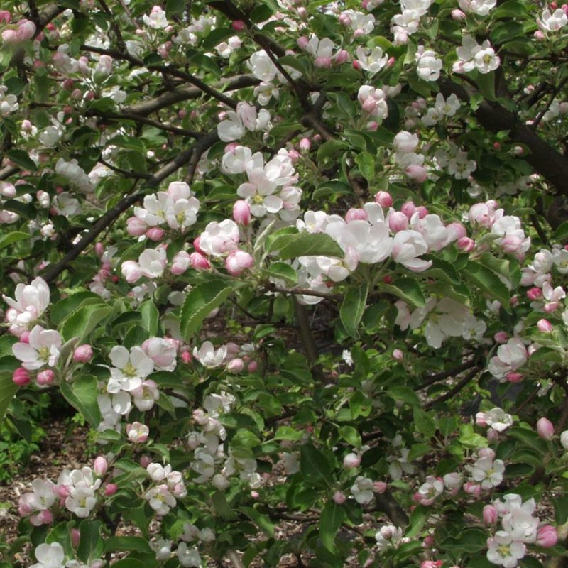 KORISTEOMENAPUU ERSTAA