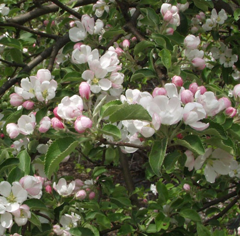 KORISTEOMENAPUU JOHN DOWNIE