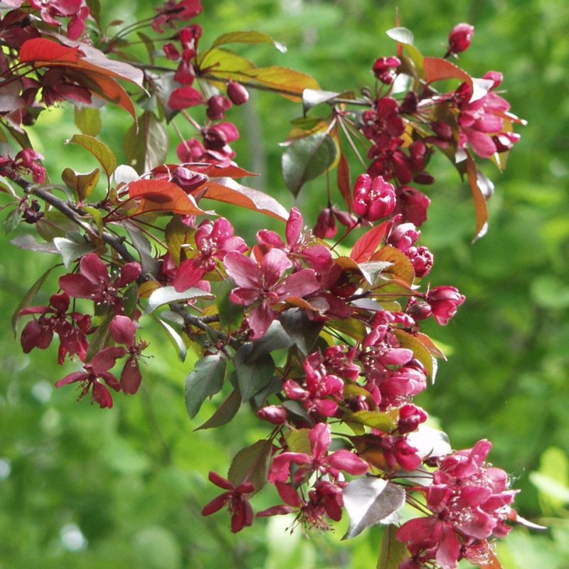 KORISTEOMENAPUU ROYALTHY