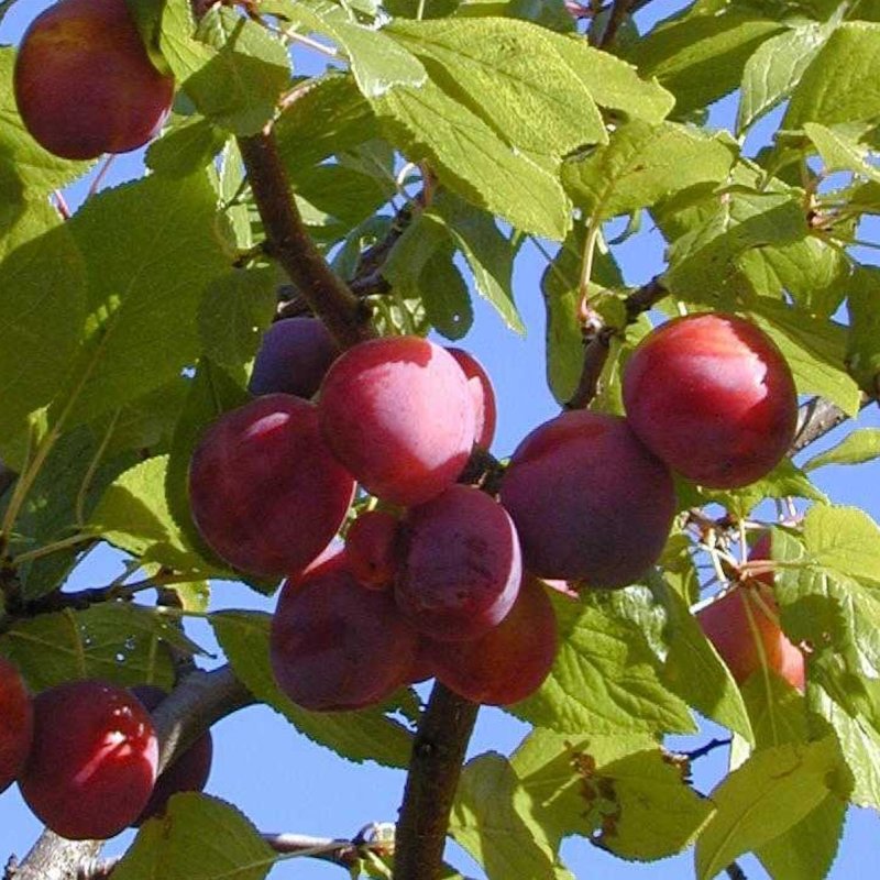 VIIPURILAINEN PUNALUUMU