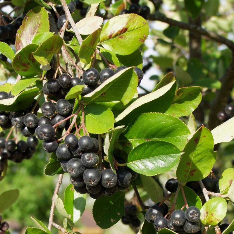 MARJA-ARONIA VIKING