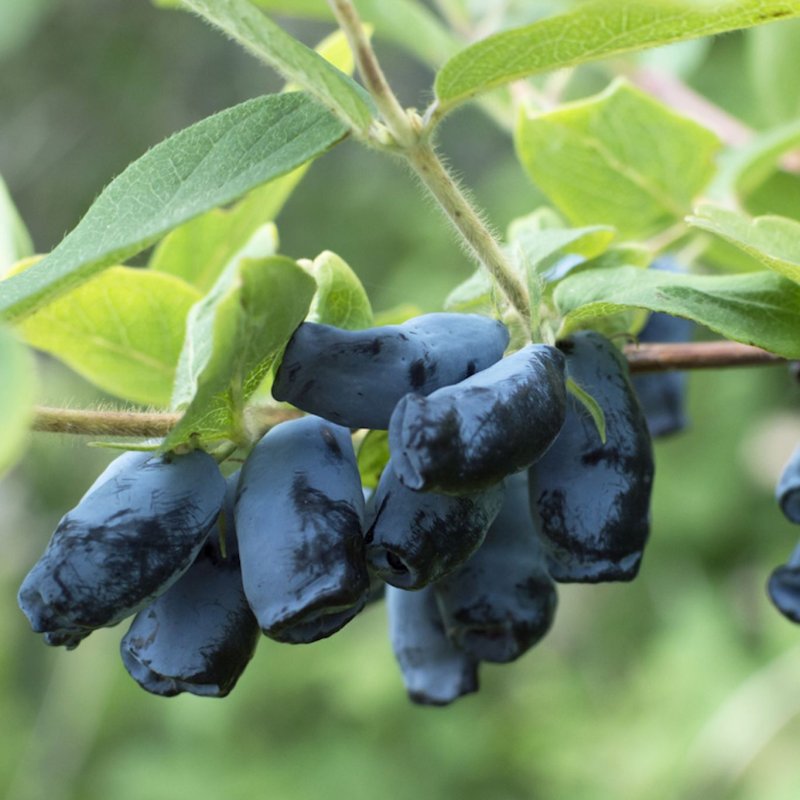 MARJASINIKUUSAMA HONEYBEE