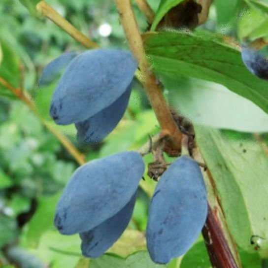 MARJASINIKUUSAMA BALALAIKA