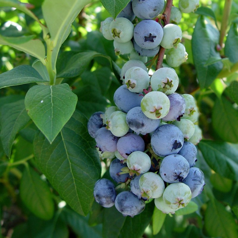 PENSASMUSTIKKA PATRIOT