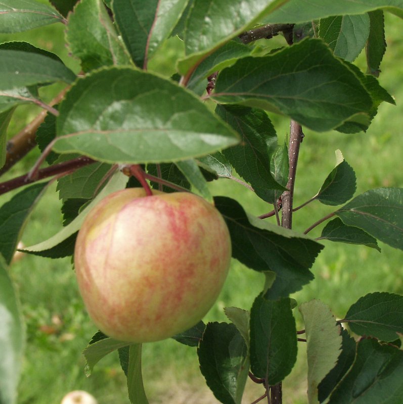 SOKERI MIRON