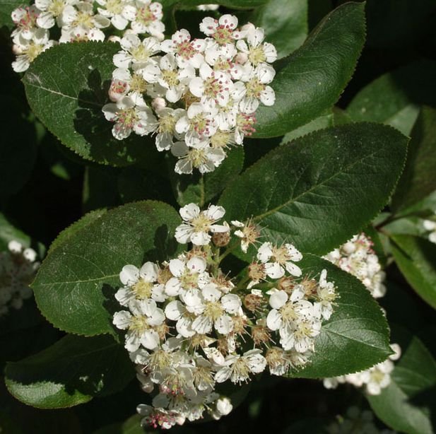 KORISTEARONIA