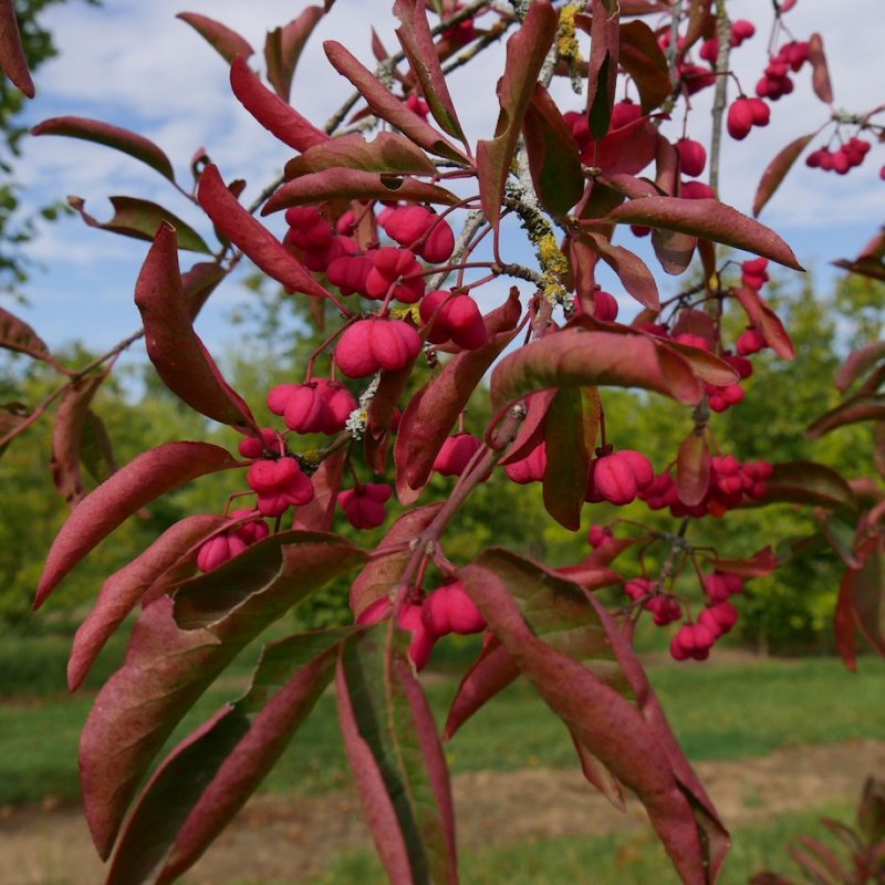 EUROOPANSORVARINPENSAS