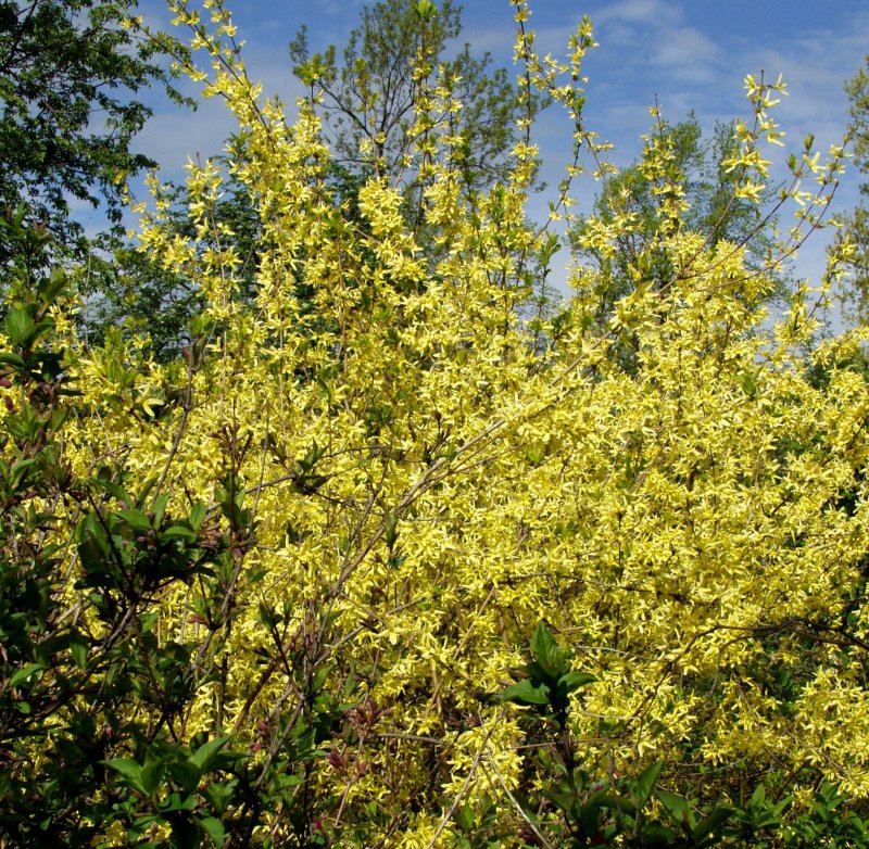 KOREAN ONNENPENSAS