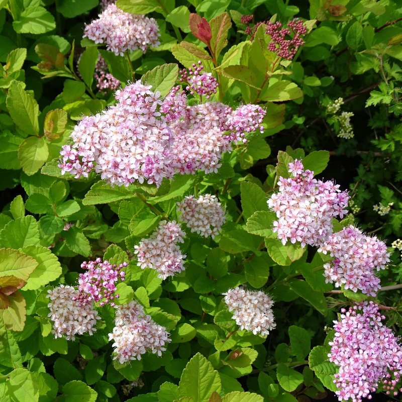 KOIVUANGERVO 'PINK SPARKLER'