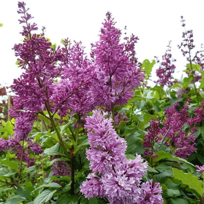 ISABELLANSYREENI Redwine