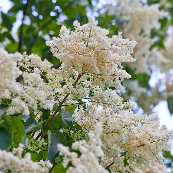 JAPANINLIKUSTERISYREENI City of Toronto