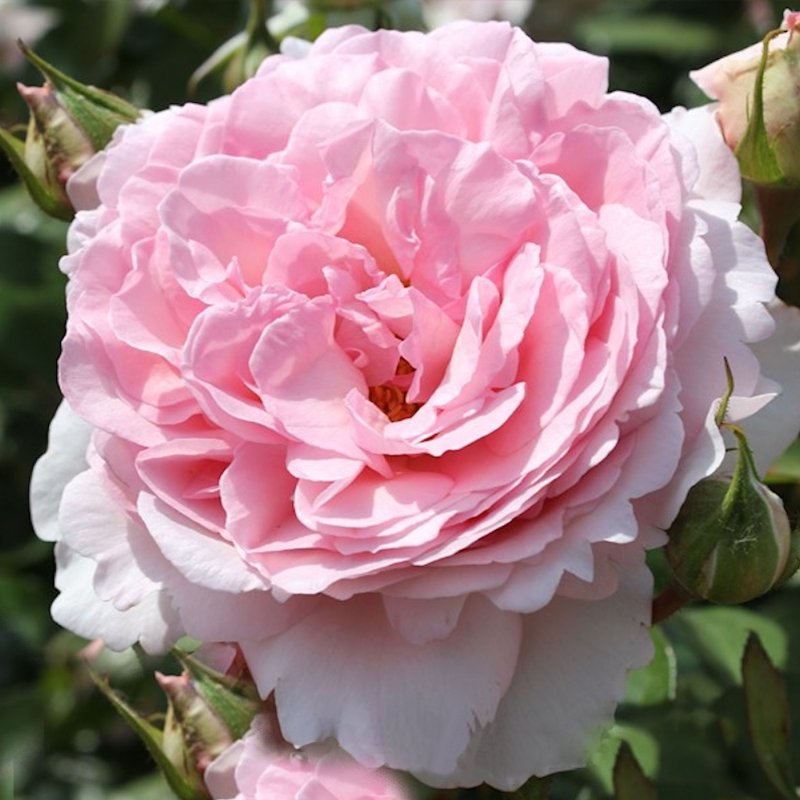 ALEXANDRA PRINCESSE DE LUXEMBOURG