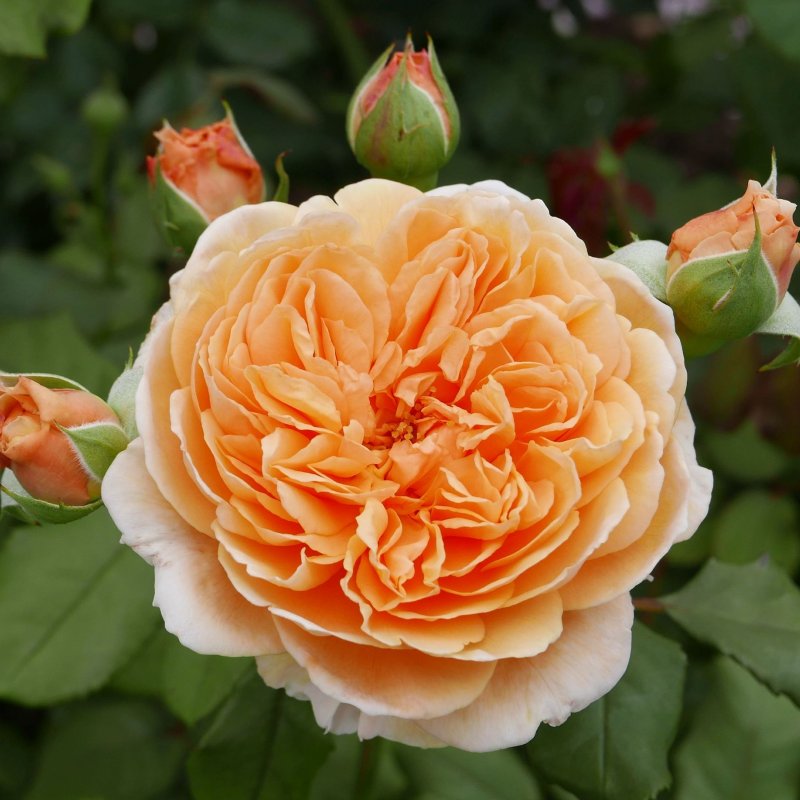 CROWN PRINCESS MARGARETA