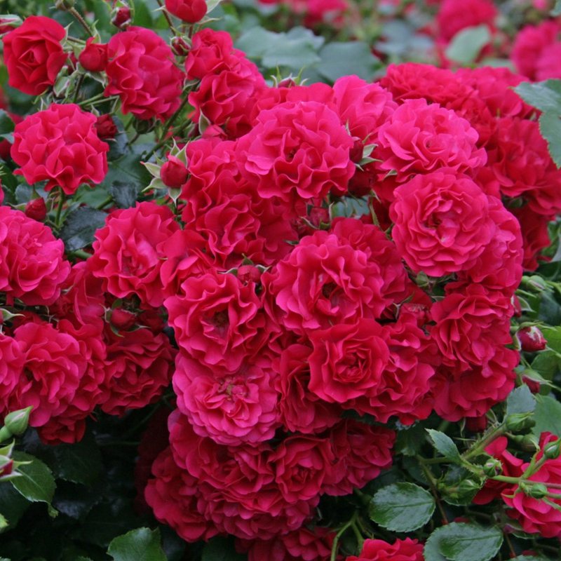 GÄRTNERFREUDE TOSCANA