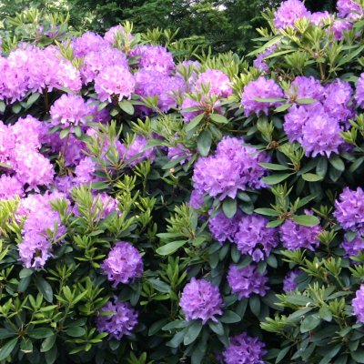 CATAWBIENSE BOURSAULT