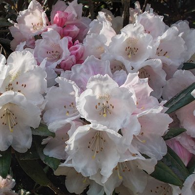 KOICHIRO WADA SELECT Inkarho