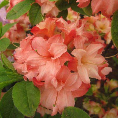 ROSENKÖPFCHEN