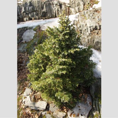 KÄÄPIÖSERBIAN KUUSI