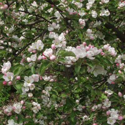 KORISTEOMENAPUU ERSTAA