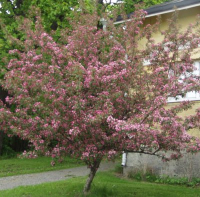 KORISTEOMENAPUU MAKA-MIK