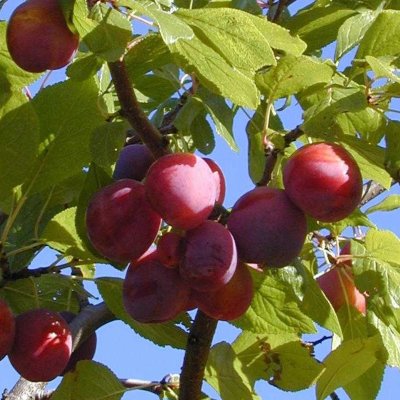 VIIPURILAINEN PUNALUUMU