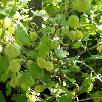 HINNONMÄEN KELTAINEN