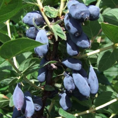 MARJASINIKUUSAMA AURORA