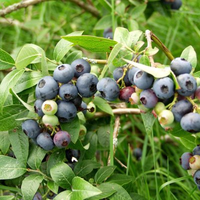 PENSASMUSTIKKA NORTH BLUE