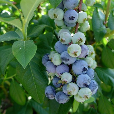 PENSASMUSTIKKA PATRIOT