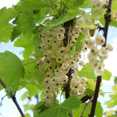 VALKOINEN HOLLANTILAINEN